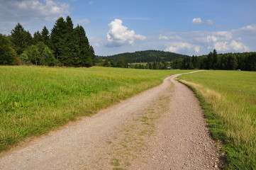 Fototapeta na wymiar Wanderweg am Knüllfeld / Thüringer Wald