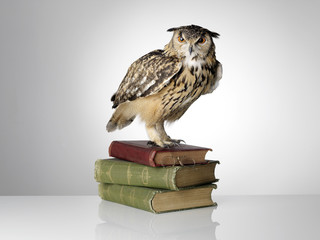 Eagle Owl on Books
