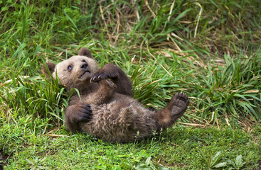 Oso pardo - Brown bear