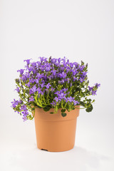 Gardening toll