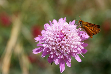 Dickkopffalter auf Scabiosa