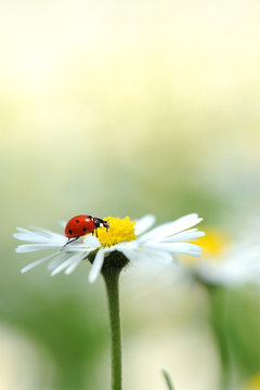 Fr&uuml;hling 194