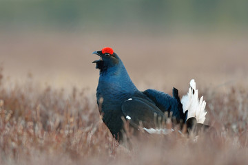 Black grouse