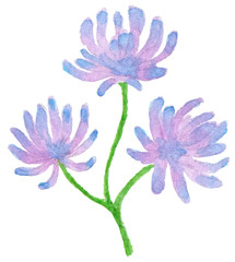 Violet watercolor flowers