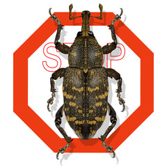 large Pine Weevil, hylobius abietis