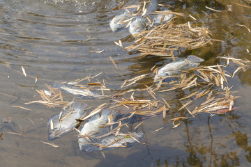 Dead fish in the pond