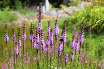 Obraz premium Purple Flowers
