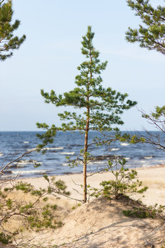 Young pine tree on the beach by the sea in autumn