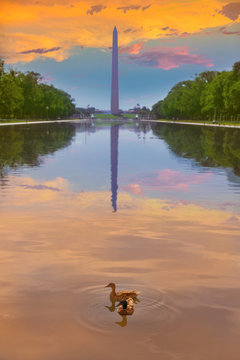 Washington Monument sunrise ducks and pool