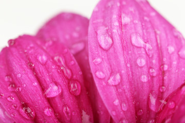 Water drops on chrysanthemum petals, close-up