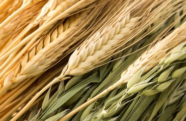 Getreidesorten: Weizen, Gerste, Hafer natur