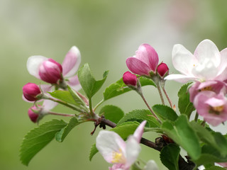 apple flowers in a garden