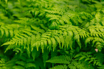 Close up of fern leaf