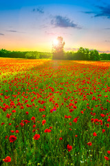 Poppies field at sunset