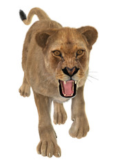 Obraz na płótnie Canvas Angry Lioness