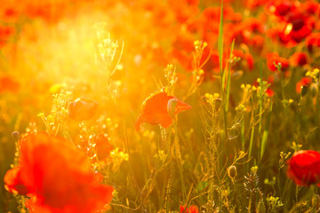 Poppies field at sunset