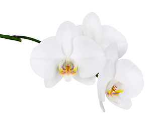 Naklejka na ściany i meble Five day old white orchid isolated on white background.