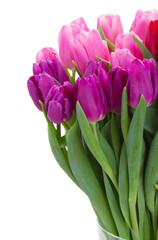 bouquet of  pink and purple  tulip flowers