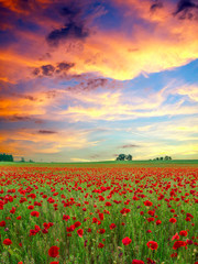 Poppies field at sunset