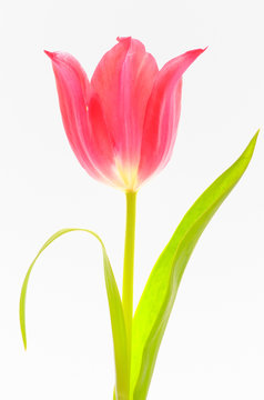 One Red Tulip Isolated