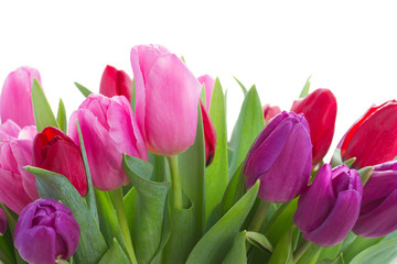 bouquet of  red and purple  tulip flowers