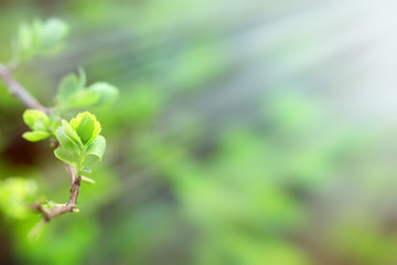 Budding spring leaves lit by sun rays (sunbeams)