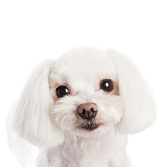 Cute in front of a white background to Maltese