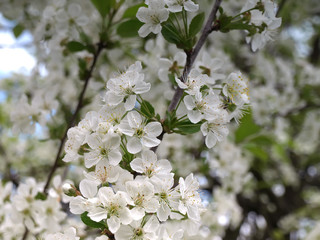 cherry flowers on the branch in the grden