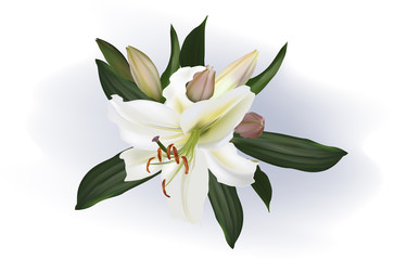single white lily bloom and buds