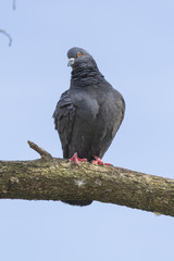 pigeon on tree