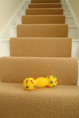 Dog toy on stairs