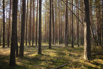 summer landscape in the forest