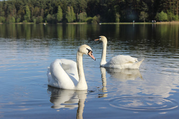 Swan on the lake