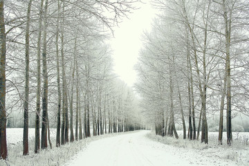 Snowy winter road in a field