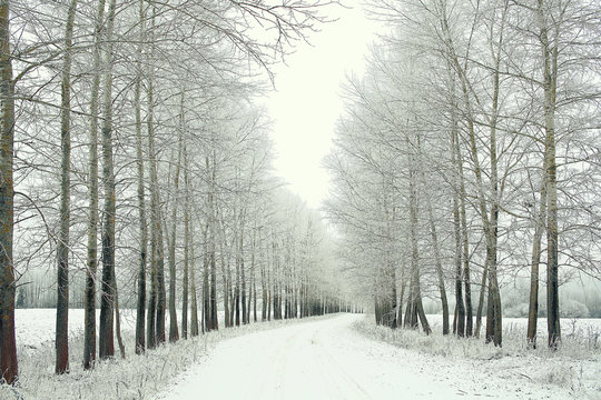 Snowy Winter Road In A Field