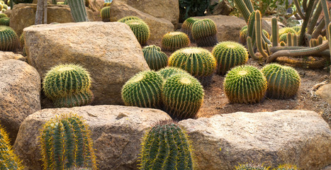 Fototapeta na wymiar Green Cactus