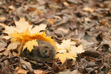 hedgehog autumn leaves forest