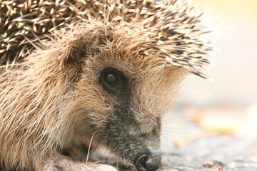hedgehog close-up portrait