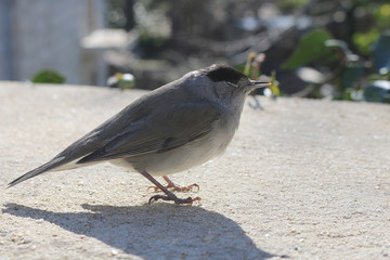 fauvette