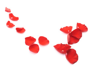 Red rose petals composition isolated