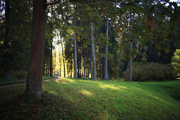 summer landscape in the forest