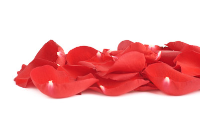Red rose petals composition