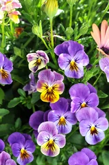 Photo sur Plexiglas Pansies pansy flowers
