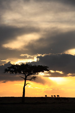 masai mara sunset
