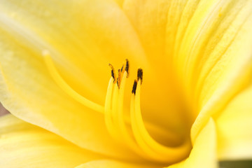 Fototapeta premium Wnętrze lilii