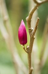 magnolia bud