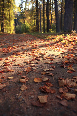 summer landscape in the forest
