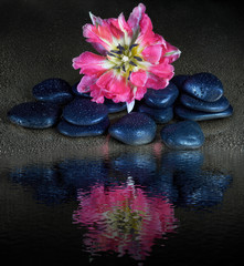 Fototapeta na wymiar Spa stones and tulip flower with reflection on black