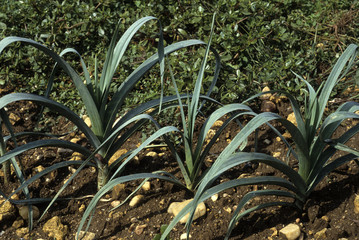 Allium porrum, variete bleu de Solaise, Poireau
