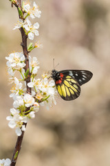 butterfly on the plum